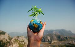 Image: globe with cannabis leaf growing out of it