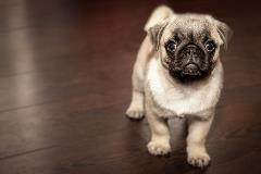 Dog standing on wood floor