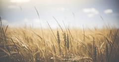 Wheat field at sunset