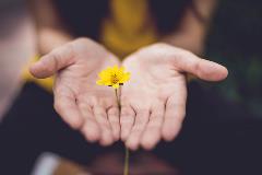 Hands holding flower